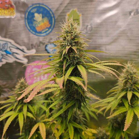 Papaya Zoap - Sweet Seeds growlog timeline photo