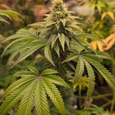 Papaya Zoap - Sweet Seeds growlog timeline photo
