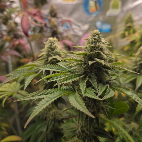 Papaya Zoap - Sweet Seeds growlog timeline photo
