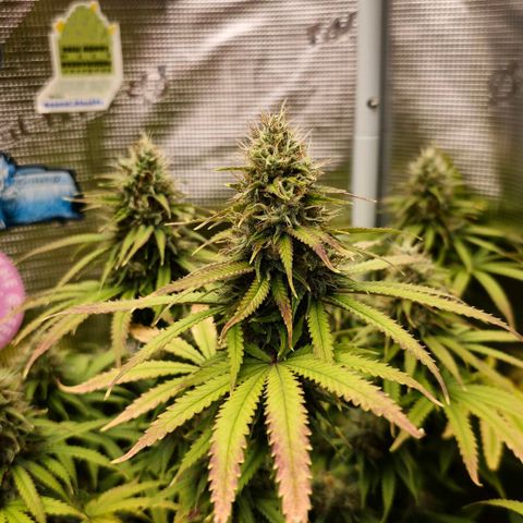 Papaya Zoap - Sweet Seeds growlog timeline photo