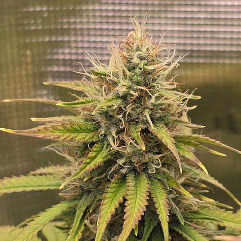 Papaya Zoap - Sweet Seeds growlog timeline photo