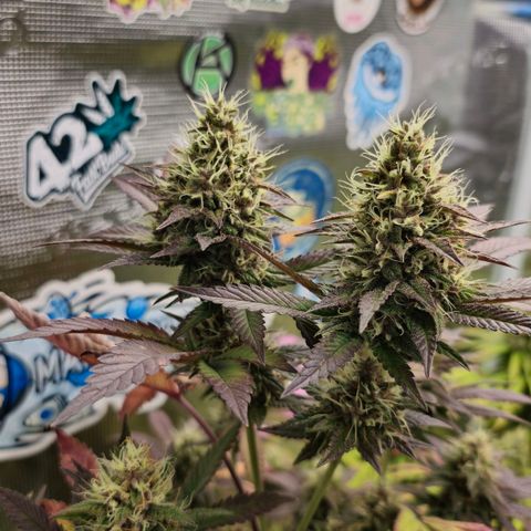 Papaya Zoap - Sweet Seeds growlog timeline photo