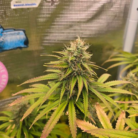 Papaya Zoap - Sweet Seeds growlog timeline photo