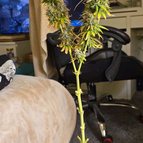 Papaya Zoap - Sweet Seeds growlog timeline photo