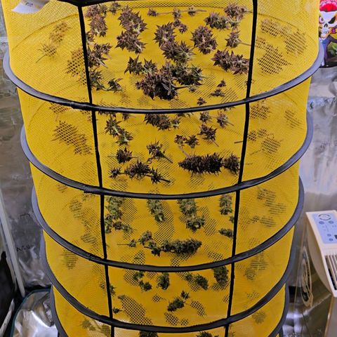 Papaya Zoap - Sweet Seeds growlog timeline photo