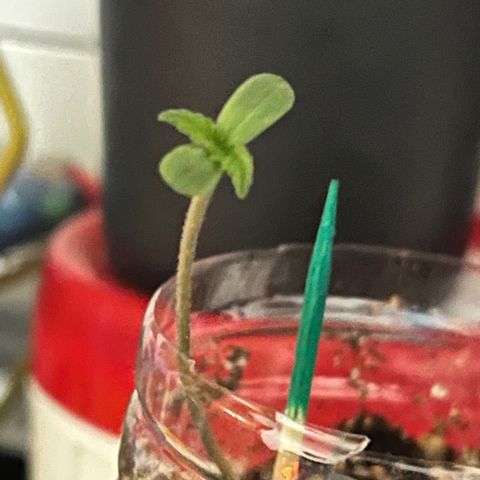 marcus (green) growlog timeline photo