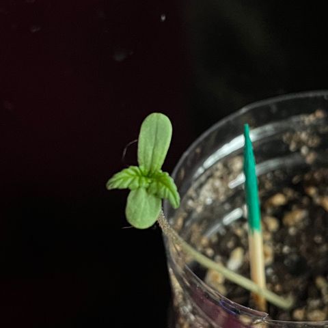 marcus (green) growlog timeline photo
