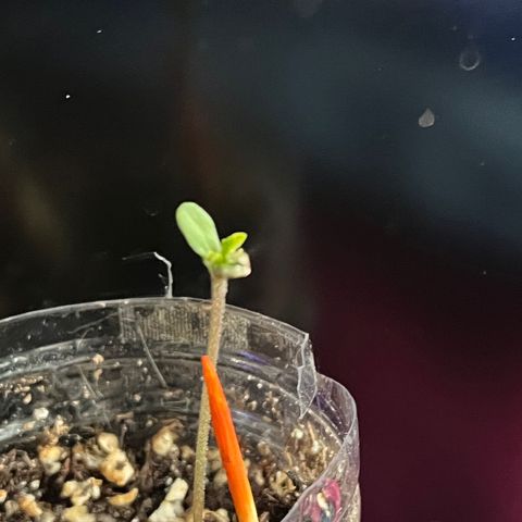 fred (orange) growlog timeline photo