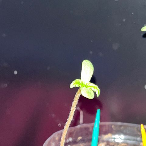 marcus (green) growlog timeline photo