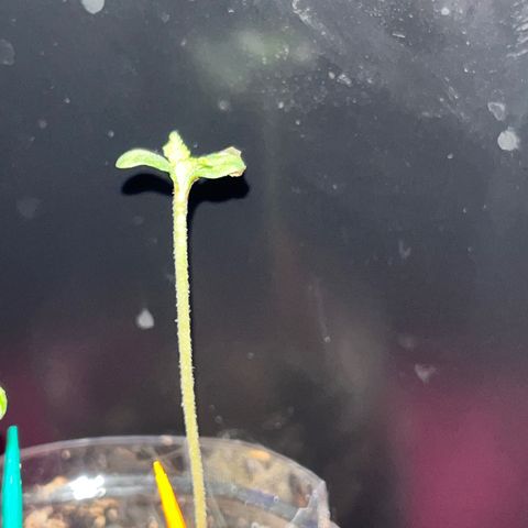 fred (orange) growlog timeline photo