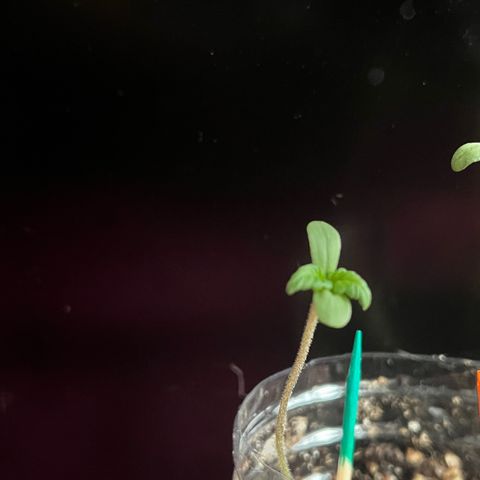 marcus (green) growlog timeline photo