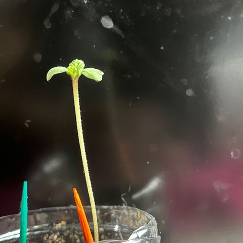 fred (orange) growlog timeline photo