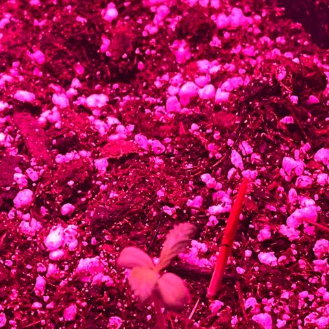 fred (orange) growlog timeline photo