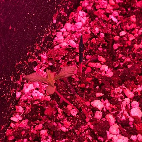 marcus (green) growlog timeline photo