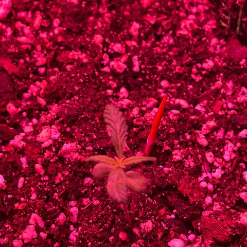 fred (orange) growlog timeline photo