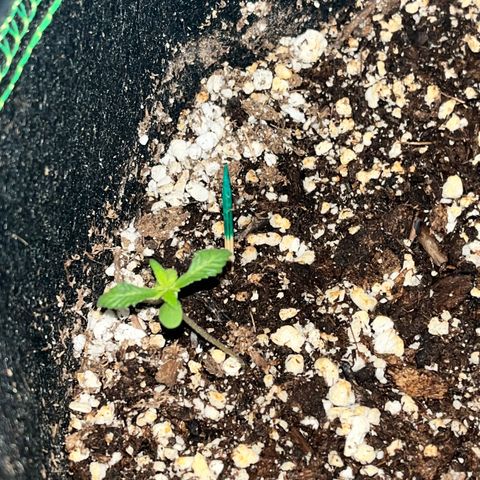 marcus (green) growlog timeline photo