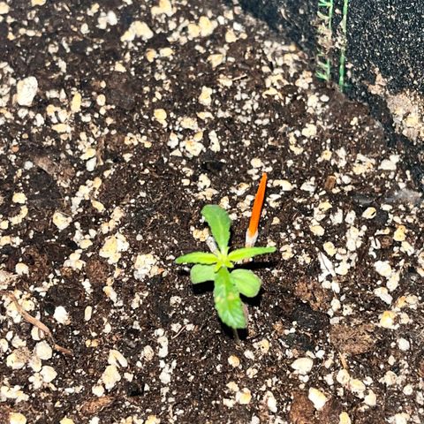 fred (orange) growlog timeline photo
