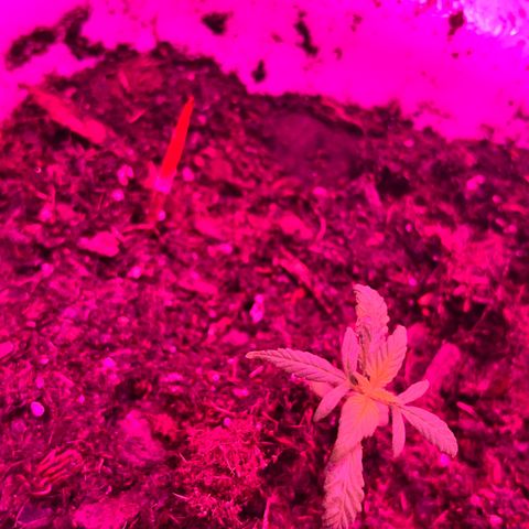 fred (orange) growlog timeline photo