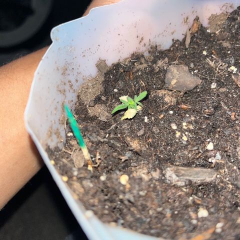 marcus (green) growlog timeline photo