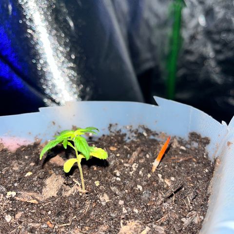 fred (orange) growlog timeline photo