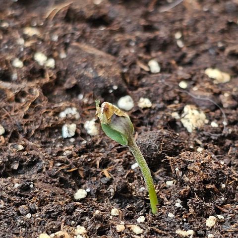 Toofless Alien - Mephisto Genetics growlog timeline photo