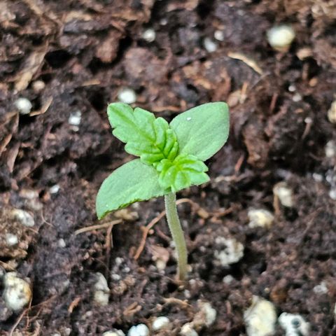 Toofless Alien - Mephisto Genetics growlog photo: Vermutlich von der Katze angefressen 😼