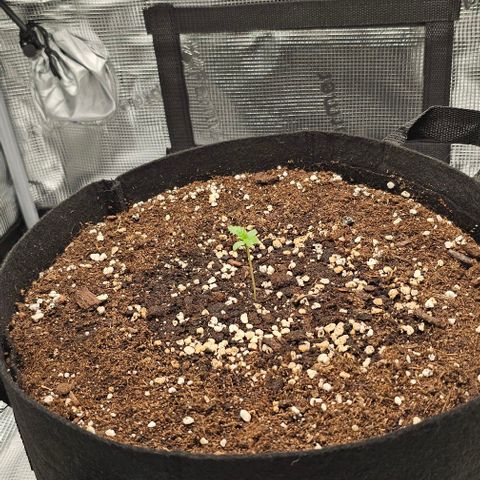 Toofless Alien - Mephisto Genetics growlog timeline photo