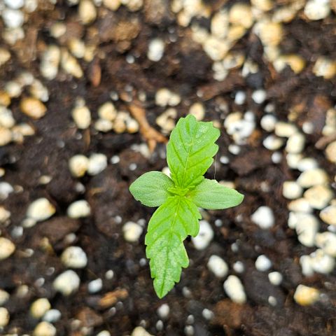 Toofless Alien - Mephisto Genetics growlog timeline photo