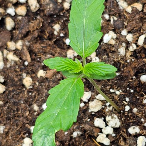 Toofless Alien - Mephisto Genetics growlog timeline photo