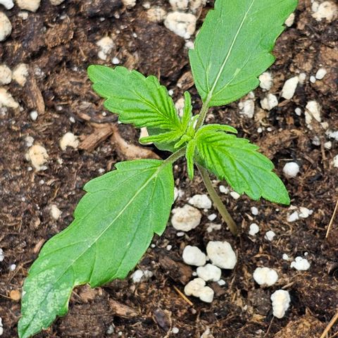 Toofless Alien - Mephisto Genetics growlog timeline photo