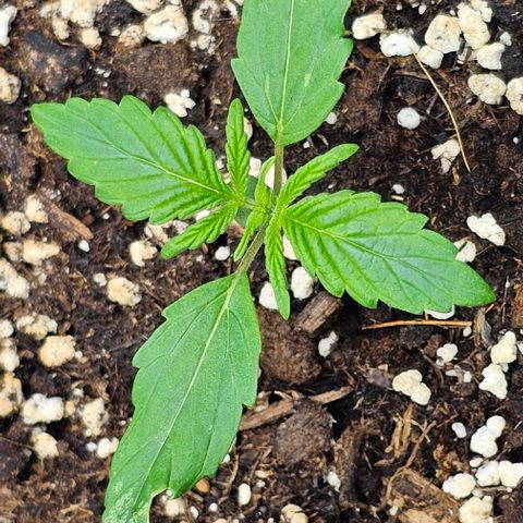 Toofless Alien - Mephisto Genetics growlog timeline photo