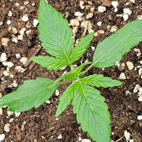 Toofless Alien - Mephisto Genetics growlog timeline photo