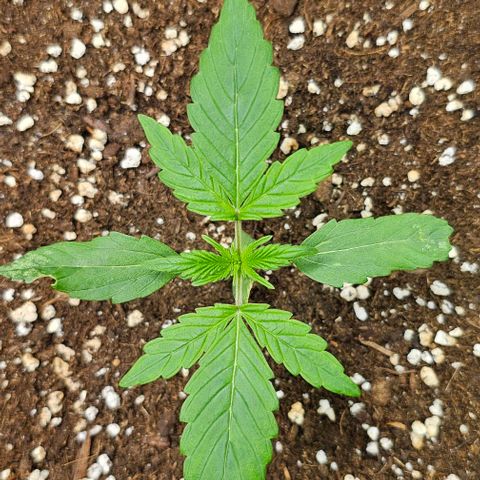 Toofless Alien - Mephisto Genetics growlog timeline photo