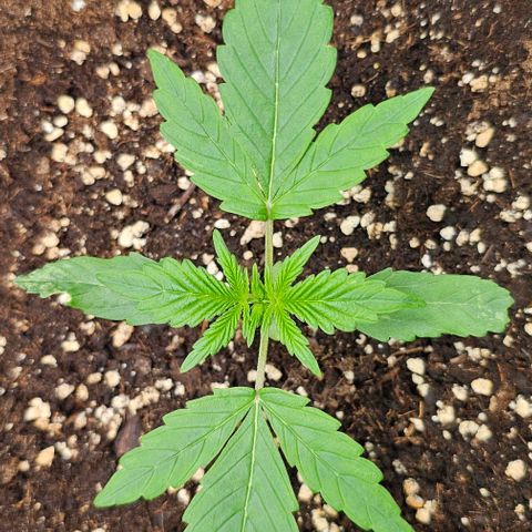 Toofless Alien - Mephisto Genetics growlog timeline photo