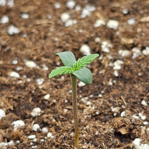Mango Smile - Mephisto Genetics growlog timeline photo