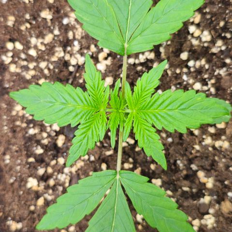 Toofless Alien - Mephisto Genetics growlog timeline photo
