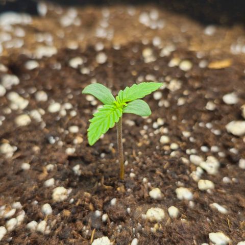 Mango Smile - Mephisto Genetics growlog timeline photo