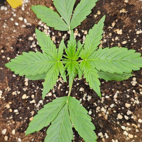 Toofless Alien - Mephisto Genetics growlog timeline photo