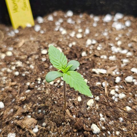 Mango Smile - Mephisto Genetics growlog timeline photo