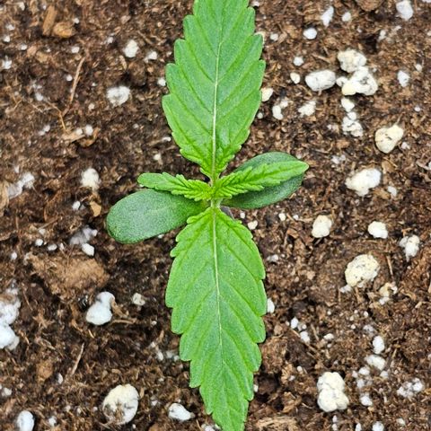 Mango Smile - Mephisto Genetics growlog timeline photo