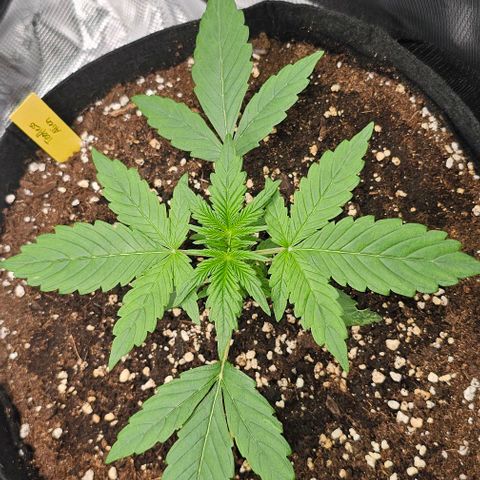 Toofless Alien - Mephisto Genetics growlog timeline photo