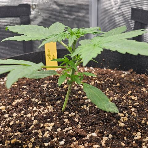 Toofless Alien - Mephisto Genetics growlog timeline photo