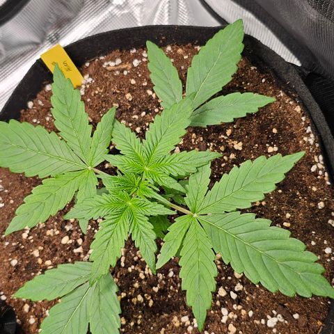 Toofless Alien - Mephisto Genetics growlog timeline photo