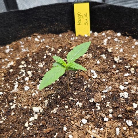 Mango Smile - Mephisto Genetics growlog timeline photo