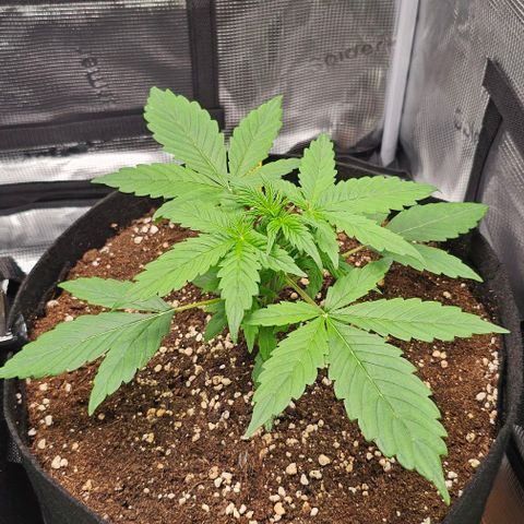 Toofless Alien - Mephisto Genetics growlog timeline photo