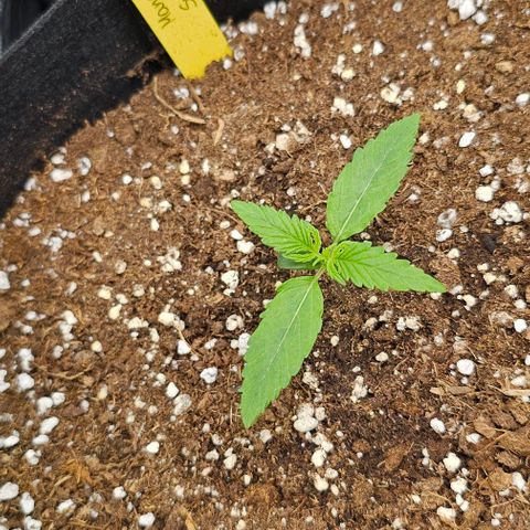Mango Smile - Mephisto Genetics growlog timeline photo