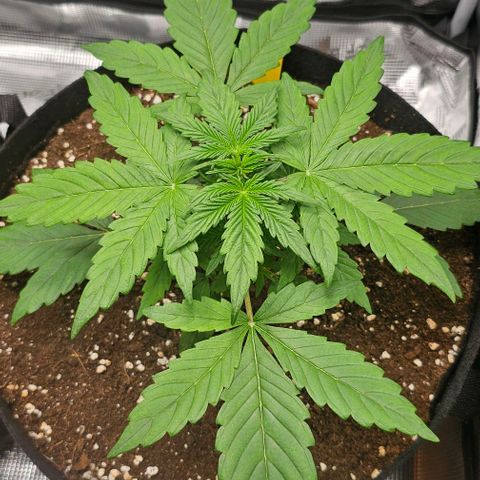 Toofless Alien - Mephisto Genetics growlog timeline photo