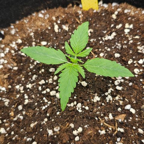 Mango Smile - Mephisto Genetics growlog timeline photo