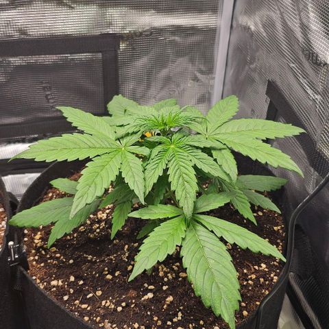 Toofless Alien - Mephisto Genetics growlog timeline photo
