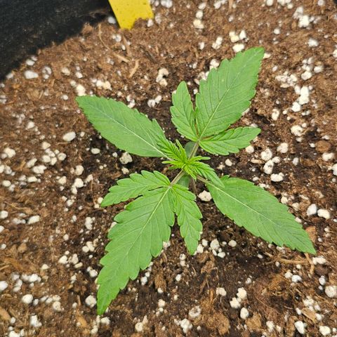 Mango Smile - Mephisto Genetics growlog timeline photo